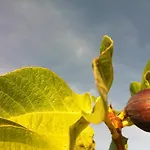 Apartamento I Giardini Di Pomona Cisternino