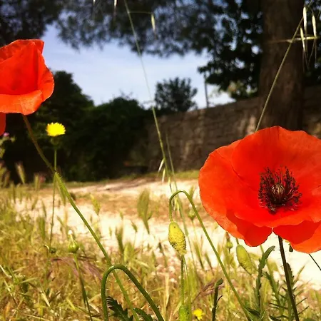 I Giardini Di Pomona Cisternino