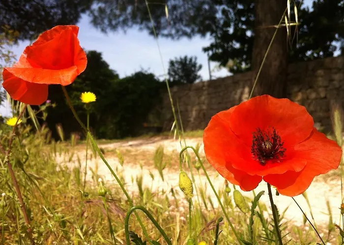 I Giardini Di Pomona Cisternino